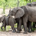 ZMB EAS SouthLuangwa 2016DEC09 KapaniLodge 012 : 2016, 2016 - African Adventures, Africa, Date, December, Eastern, Kapani Lodge, Mfuwe, Month, Places, South Luanga, Trips, Year, Zambia